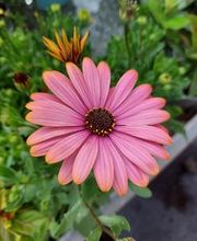 Bricomarché Pont-À-Mousson image 13