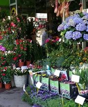 Ophélie Fleurs image 5