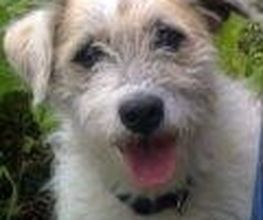 Hofhund Wilfried