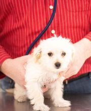 Hiram Animal Hospital image 1