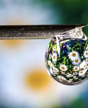 Naturheilpraxis Millefolium Bild 10