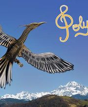 Association Polycordes image 5