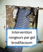 Protec Nuisibles image 2