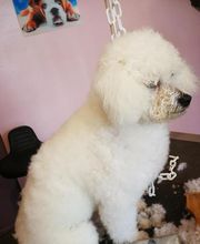 Pluto Chouet' image 3