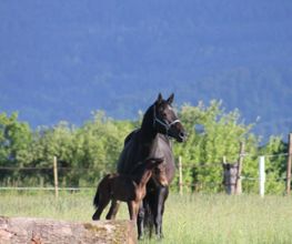 Relais Equestre De La Schlitte image 1