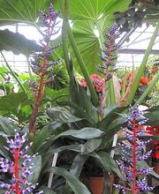 Serres Du Mas Reboul image 3