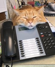 Belle Plaine Animal Hospital image 19