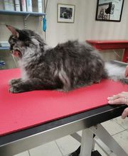 Mon Chien C'est Quelqu'un image 10