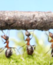 Steuerberatungsgesellschaft im Nördlichen Breisgau mbH & Co. KG Bild 1