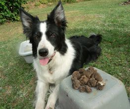 Chiens Zen image 16