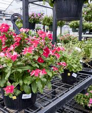 Garden Center Detail Shot