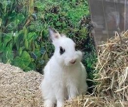 Animalis Bourges image 6