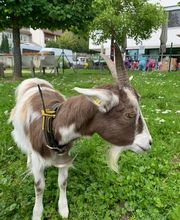 Résidence La Girarde Bild 14