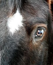 Son Digo - Tierkommunikation und energetische Heilarbeit Bild 1