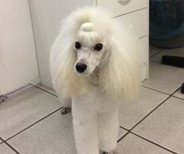 PRINCESS CANICHE image 4