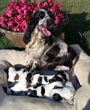 Leprat Sonia image 7