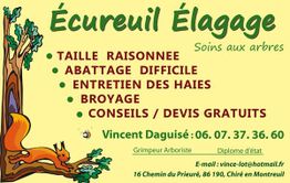 Ecureuil Elagage