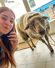 ClinicVet Vétérinaire La Feuillie image 4