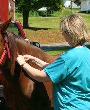 Animal Medical Services image 2
