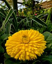 Pépinière des Aspres image 19