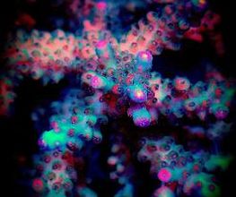 Aqua-Matrix Corals GmbH Bild 17