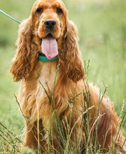 Nicolas Alexandra image 3