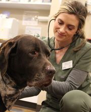 Valley Animal Hospital image 7