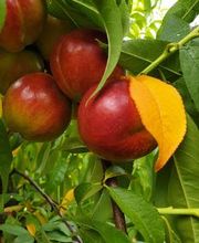 Marché Balmer Bild 3