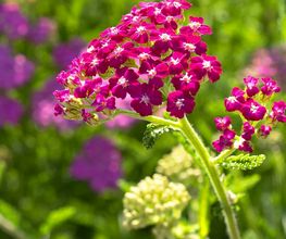 GD Fleurs Bild 7