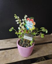 Aux Fleurs Et A Mesure image 2