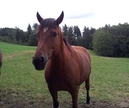 Engeli Jolanda Bild 7