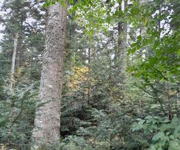 B Bois Forêts image 14