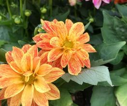 Jardinerie Dupin image 11