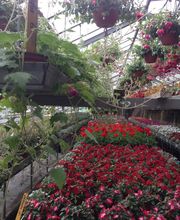 Morgenthaler Gärtnerei Bild 1