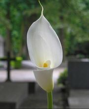 Pompes Funèbres Rachel Jouanny image 2