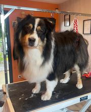 Nany'Dog Toilettage image 16