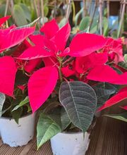 Pépinière des Aspres image 6