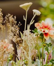 Blumen Schweizer Bild 10