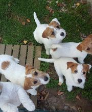 Aline Toilettage image 10