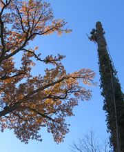 Baumpflege Baumring Bild 1