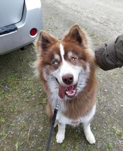 Binôme A 3 Education Canine image 3