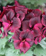 Elkes Blumenparadies Inh. P.Schulz Bild 1