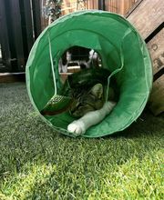 Hotel-cats.com image 10