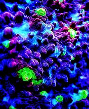 Aqua-Matrix Corals GmbH Bild 4