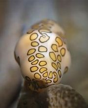 Jaguar Divers - Dive Shop in Playa del Carmen imagen 3