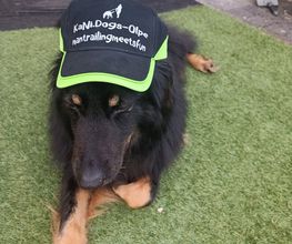 KaNi.Dogs-Olpe Mantrailing meets Fun Bild 14