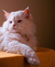 Canine Country Club & Feline Inn image 10