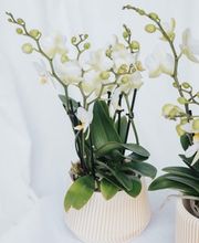 Fleurs du Coeur Bild 7