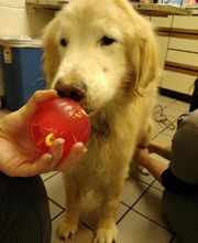 Harvey Animal Hospital image 2