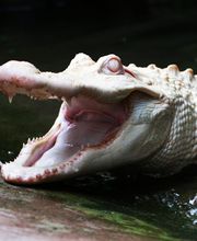 Alligator Bay image 4
